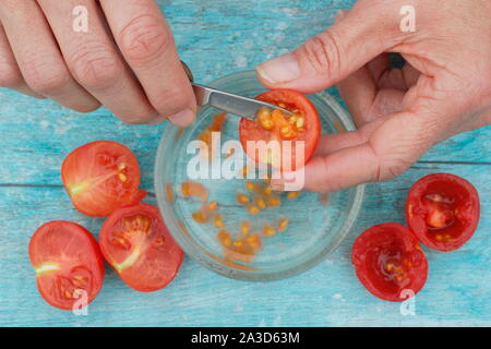 Solanum lycopersicum. Des graines de tomate sont creusées dans l'eau pour déposer leurs revêtements avant séchage, tamisage et de sauver les graines. UK Banque D'Images
