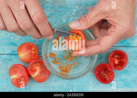 Solanum lycopersicum. Des graines de tomate sont creusées dans l'eau pour déposer leurs revêtements avant séchage, tamisage et de sauver les graines. UK Banque D'Images