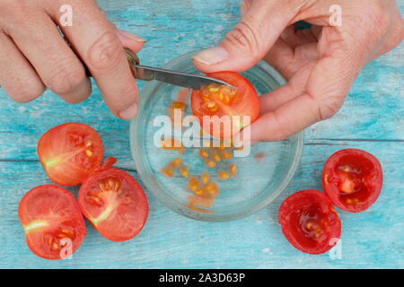 Solanum lycopersicum. Des graines de tomate sont creusées dans l'eau pour déposer leurs revêtements avant séchage, tamisage et de sauver les graines. UK Banque D'Images