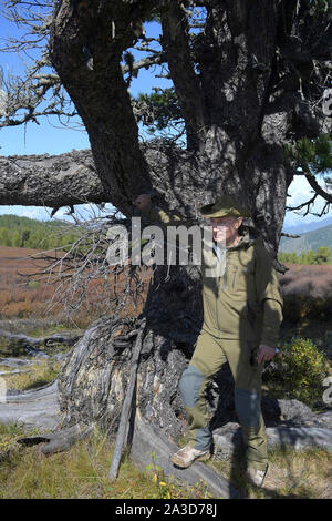 La Sibérie, la Russie. 06 octobre, 2019. Le président russe Vladimir Poutine examine un très vieux pin lors d'une randonnée dans la taïga sibérienne forêt près de la frontière mongole au cours d'une pause d'anniversaire le 6 octobre 2019 dans le sud de la Sibérie, en Russie. Poutine tourne 67 ans le 7 octobre. Credit : Alexei Druzhinin/Kremlin extérieure/Alamy Live News Banque D'Images