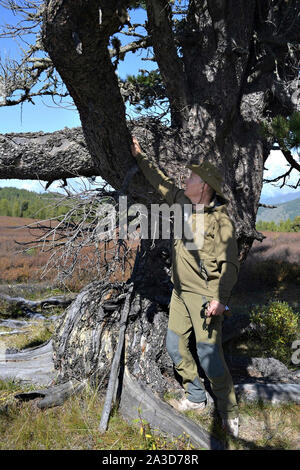 La Sibérie, la Russie. 06 octobre, 2019. Le président russe Vladimir Poutine examine un très vieux pin lors d'une randonnée dans la taïga sibérienne forêt près de la frontière mongole au cours d'une pause d'anniversaire le 6 octobre 2019 dans le sud de la Sibérie, en Russie. Poutine tourne 67 ans le 7 octobre. Credit : Alexei Druzhinin/Kremlin extérieure/Alamy Live News Banque D'Images