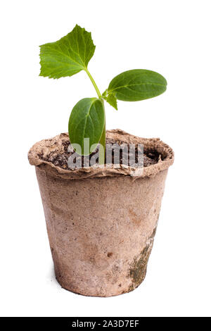 Semis d'citrouille isolé sur fond blanc Banque D'Images