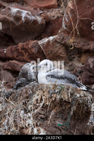 , Mouette tridactyle (Rissa tridactyla), seul les jeunes assis sur son nid, Dunbar, Ecosse, Royaume-Uni. Banque D'Images