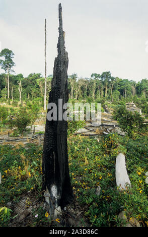 Cambodge, région du Mékong, Stung Treng, l'exploitation forestière de forêt tropicale, effacée et forêts brûlées Banque D'Images