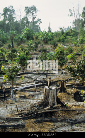 Cambodge, région du Mékong, Stung Treng, l'exploitation forestière de forêt tropicale, effacée et forêts brûlées Banque D'Images