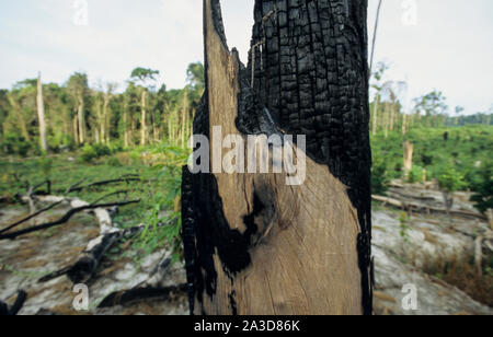 Cambodge, région du Mékong, Stung Treng, l'exploitation forestière de forêt tropicale, effacée et forêts brûlées Banque D'Images