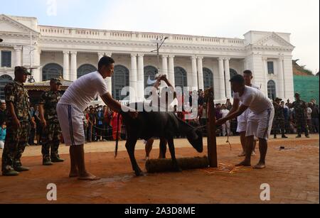 Katmandou, Népal. 07Th Oct, 2019. Les dévots népalais un buffle terrassant en célébration de Navami, neuvième jour de Dashain Festival à Basantapur Durbar Square, Katmandou, Népal, 07 octobre 2019. Le temple s'ouvre une fois par an pour le public Navami jour. Dashain est la plus longue et le plus propice au Népal festival offrant la dévotion envers la Déesse Durga. Il est célébré pendant 10 jours par des hindous népalais. (Photo by Subash Shrestha/Pacific Press) Credit : Pacific Press Agency/Alamy Live News Banque D'Images