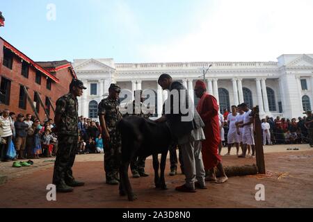 Katmandou, Népal. 07Th Oct, 2019. Une Népalaise dévots se prépare à tuer un buffle en célébration de Navami, neuvième jour de Dashain Festival à Basantapur Durbar Square, Katmandou, Népal, 07 octobre 2019. Le temple s'ouvre une fois par an pour le public Navami jour. Dashain est la plus longue et le plus propice au Népal festival offrant la dévotion envers la Déesse Durga. Il est célébré pendant 10 jours par des hindous népalais. (Photo by Subash Shrestha/Pacific Press) Credit : Pacific Press Agency/Alamy Live News Banque D'Images