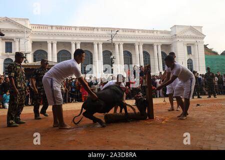 Katmandou, Népal. 07Th Oct, 2019. Les dévots népalais un buffle terrassant en célébration de Navami, neuvième jour de Dashain Festival à Basantapur Durbar Square, Katmandou, Népal, 07 octobre 2019. Le temple s'ouvre une fois par an pour le public Navami jour. Dashain est la plus longue et le plus propice au Népal festival offrant la dévotion envers la Déesse Durga. Il est célébré pendant 10 jours par des hindous népalais. (Photo by Subash Shrestha/Pacific Press) Credit : Pacific Press Agency/Alamy Live News Banque D'Images