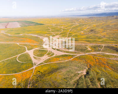 Drone vue de Californie orange vif (Pobby Eschscholzia) dans l'Antelope Valley, California, USA Banque D'Images