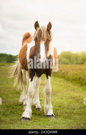 Poney sauvage dans la New Forest, Hampshire, Royaume-Uni Banque D'Images