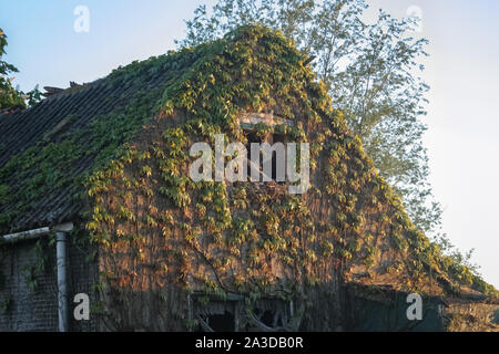 Vieille maison abandonnée couverte de végétation Banque D'Images