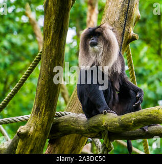 Portrait de macaques à longue queue, primates tropicaux assis dans un arbre, en voie de disparition Espèce animale de l'Inde Banque D'Images