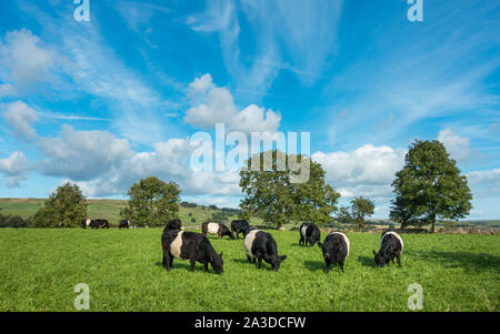 Le pâturage du bétail dans un champ, un magnifique troupeau de vaches à ceinture - North Yorkshire Banque D'Images