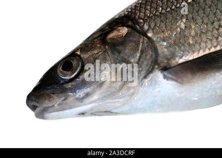 Portrait de tête de poisson. Grand corégone (Coregonus lavaretus) - espèces de poissons très polymorphe. Formulaire à partir de la partie est du golfe de Finlande, mer Baltique. Isolées de poissons Banque D'Images