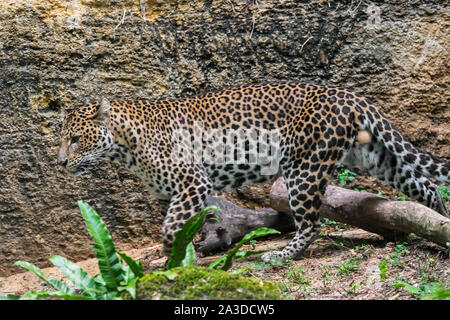 Javan leopard (Panthera pardus melas) la chasse dans les forêts tropicales dans le canyon des couleurs de camouflage montrant, originaire de l'île indonésienne de Java Banque D'Images