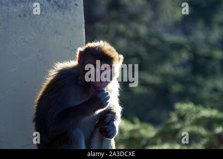 Des singes rhésus en ville. L'Inde Banque D'Images