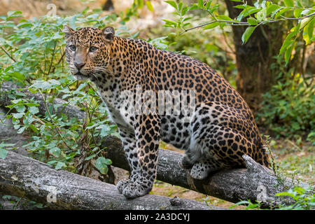 Javan leopard (Panthera pardus melas) assis sur le tronc d'arbre tombé en montrant la forêt tropicale, les couleurs de camouflage indigènes de l'île indonésienne Banque D'Images