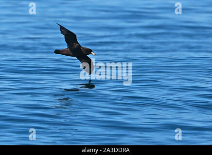 Puffin à menton blanc (Procellaria aequinoctialis) adulte en vol Valparaiso, Chili Janvier Banque D'Images