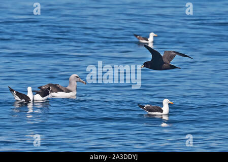 Puffin à menton blanc (Procellaria aequinoctialis) adulte en vol au dessus de l'albatros de Salvin (Thalassarche salvini) et de varech goélands argentés (Larus dominicanus dom Banque D'Images