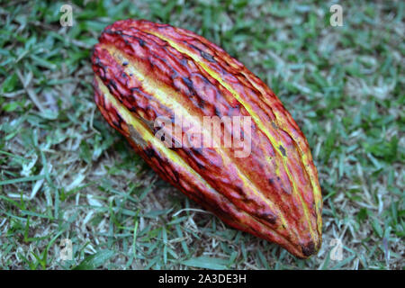 Fruits mûrs gros plan sur l'herbe de cacao Banque D'Images