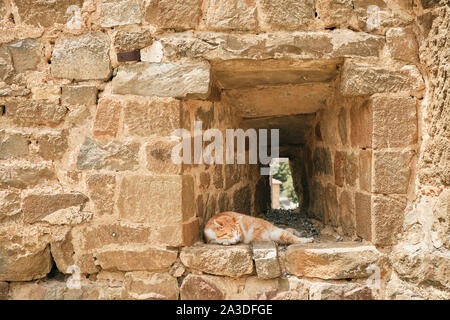 Ancien vieux mur avec fenêtre où ginger cat profitant de rêve en journée ensoleillée en Toscane Italie Banque D'Images