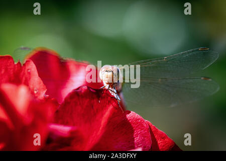 Macro close up détaillée d'une libellule marron avec des ailes translucides assis sur un pétale de rose rouge Banque D'Images