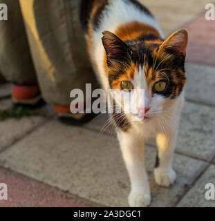 Les chats errants de Malte - chat calico ramper sur les droits à la promenade de Sliema. Banque D'Images