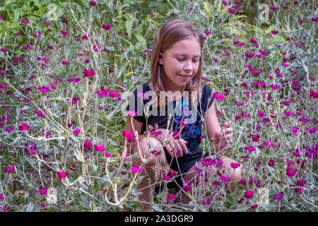 Une jeune fille est assise dans un champ de fleurs sauvages, magenta colorés au Michigan USA Banque D'Images