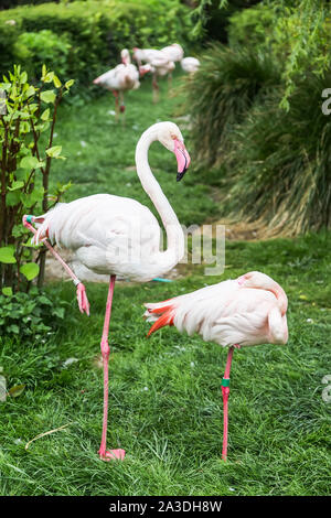 Deux flamant rose debout sur une jambe sur un fond de végétation Banque D'Images