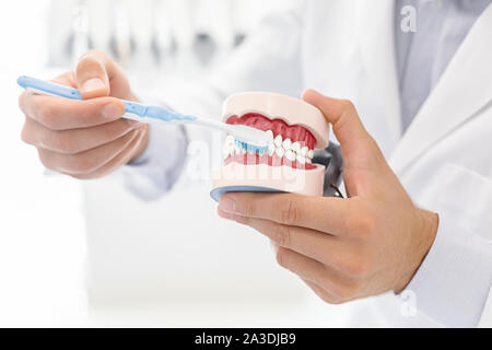 Médecin montrant comment brosser les dents à l'aide du modèle de la mâchoire Banque D'Images
