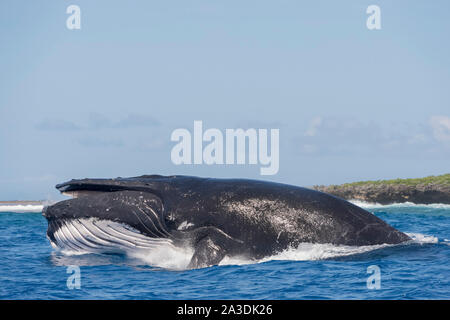 Rorqual à bosse, Megaptera novaeangliae, Royaume de Tonga, l'océan Pacifique Sud Banque D'Images