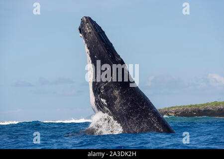 Rorqual à bosse, Megaptera novaeangliae, Royaume de Tonga, l'océan Pacifique Sud Banque D'Images