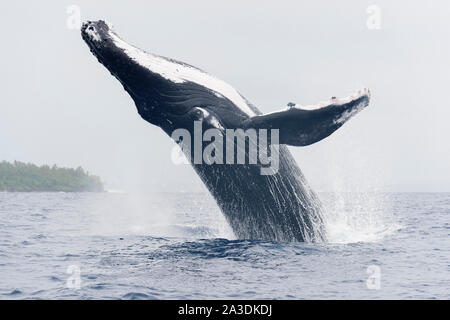 Rorqual à bosse, Megaptera novaeangliae, Royaume de Tonga, l'océan Pacifique Sud Banque D'Images