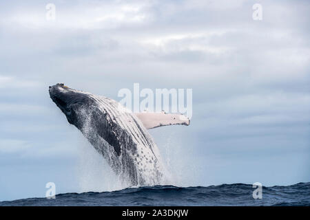 Rorqual à bosse, Megaptera novaeangliae, Royaume de Tonga, l'océan Pacifique Sud Banque D'Images