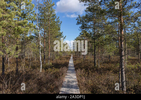 Planche de bois marais sentier, marchant à travers le jour à la fin de l'automne Banque D'Images