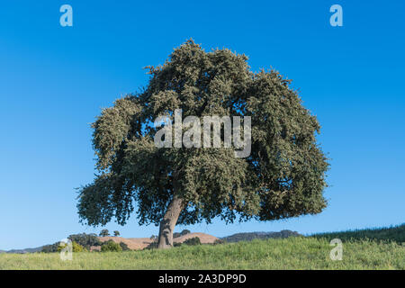 Coastal Live Oak tree dans un champ dans la centrale de Santa Ynez Valley en Californie Banque D'Images