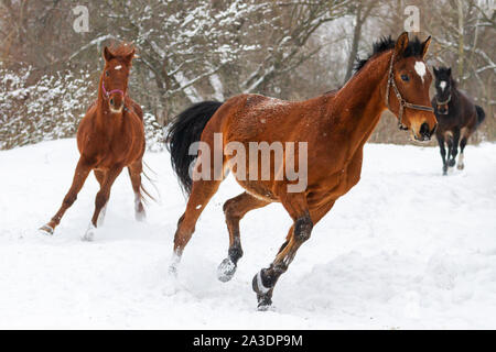 Trois chevaux courir dans la neige profonde Banque D'Images