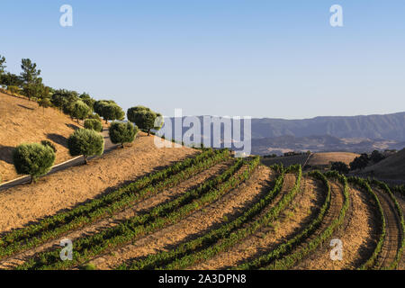 Les courbes d'une vigne le long d'une colline avec une route bordée par des arbres d'Oliver dans la campagne vallonnée de fermes et ranchs dans la vallée de Santa Ynez, près de Los Banque D'Images