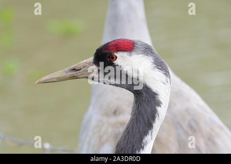 Head shot d'une grue cendrée (grus grus) Banque D'Images