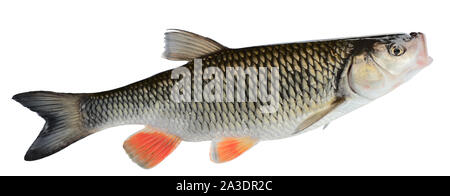 Chub isolated on white with clipping path Banque D'Images
