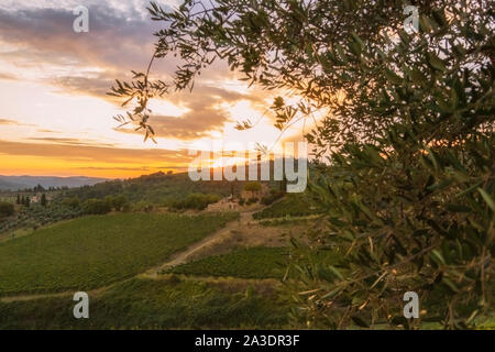 Vignoble près de Volpaia ville dans la région du Chianti en province de Sienne. Paysage de la Toscane. Italie Banque D'Images