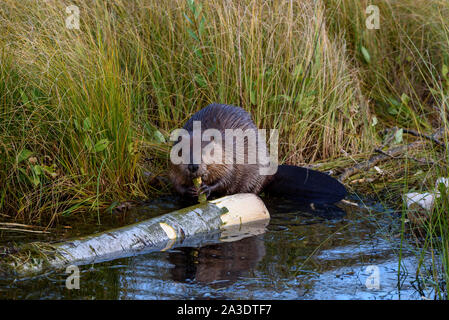 Un très grand castor canadensis castor à mâcher sur un journal populaire dans l'eau le long de l'herbe des bords de l'étang de castors Banque D'Images