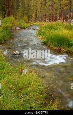 Paulina Creek, Oregon, forêt nationale de Deschutes Banque D'Images