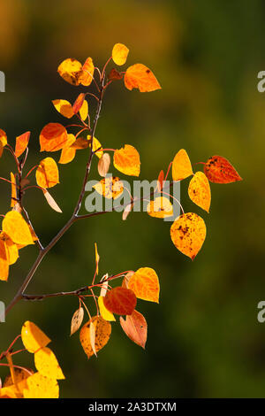 Les feuilles de peuplier faux-tremble, Fremont National Forest, Virginia Banque D'Images