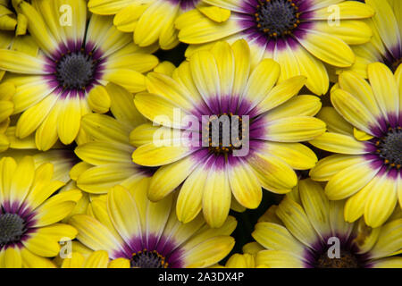 Daisy africains jaune, ou ostéospermum, en pleine floraison Banque D'Images