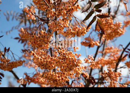 Un cluster de rowan berries accrochée à un arbre sans feuilles de frêne de montagne Banque D'Images