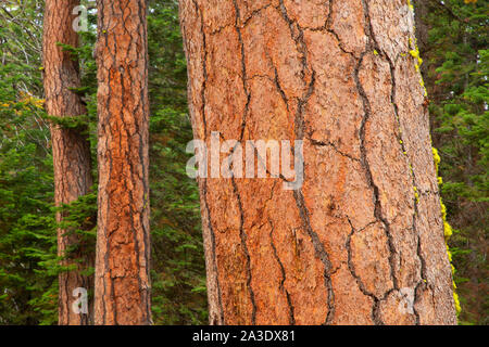 Le pin ponderosa (Pinus ponderosa) le long Metolius-Windigo, forêt nationale de Deschutes Trail, de l'Oregon Banque D'Images