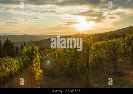 Vignoble près de Volpaia ville dans la région du Chianti en province de Sienne. Paysage de la Toscane. Italie Banque D'Images