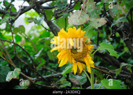 Fortuneswell. 7 octobre 2019. Météo britannique. La dernière de l'été, le tournesol apporte une touche de couleur bienvenue pour un jour de pluie et de gris à Fortuneswell. crédit : Stuart fretwell/Alamy Live News Banque D'Images